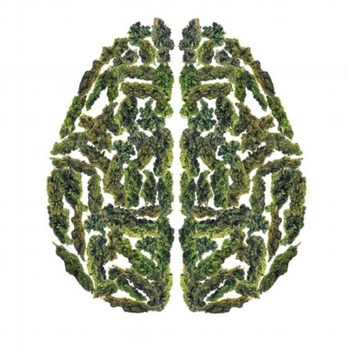cannabis-brain Regular Pot Use Changes the Brain
