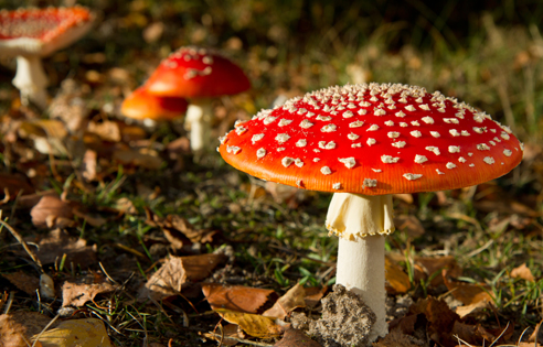 magic-mushrooms “Magic Mushrooms” Might Be More Magic Than We First Thought